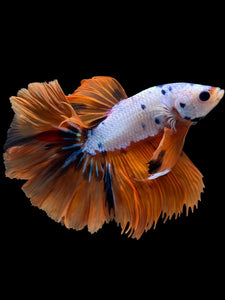 Male Halfmoon - Galaxy #1455 - Live Betta Fish