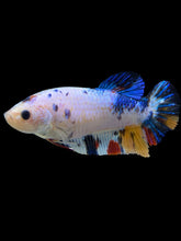 Load image into Gallery viewer, Female Halfmoon Plakat - Candy #1455 - Live Betta Fish
