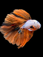 Load image into Gallery viewer, Male Halfmoon - Galaxy #1455 - Live Betta Fish
