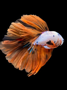 Male Halfmoon - Galaxy #1455 - Live Betta Fish