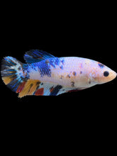Load image into Gallery viewer, Female Halfmoon Plakat - Candy #1455 - Live Betta Fish
