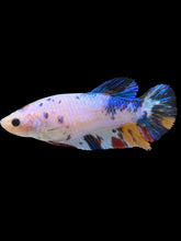 Load image into Gallery viewer, Female Halfmoon Plakat - Candy #1455 - Live Betta Fish
