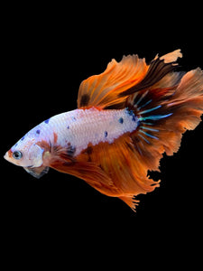Male Halfmoon - Galaxy #1455 - Live Betta Fish