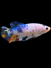 Load image into Gallery viewer, Female Halfmoon Plakat - Candy #1455 - Live Betta Fish
