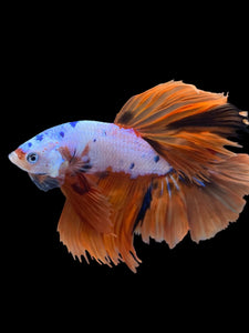 Male Halfmoon - Galaxy #1455 - Live Betta Fish