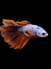 Load image into Gallery viewer, Male Halfmoon - Galaxy #1455 - Live Betta Fish

