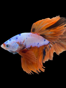 Male Halfmoon - Galaxy #1455 - Live Betta Fish