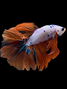 Male Halfmoon - Galaxy #1455 - Live Betta Fish