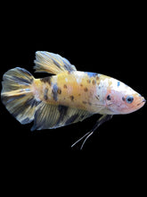 Load image into Gallery viewer, GIANT Male Halfmoon Plakat - Yellow Koi Copper #1457 - Live Betta Fish
