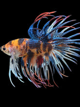 Load image into Gallery viewer, Male Crowntail - Candy #1457 - Live Betta Fish
