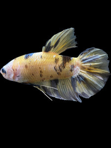 GIANT Male Halfmoon Plakat - Yellow Koi Copper #1457 - Live Betta Fish