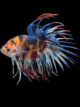 Load image into Gallery viewer, Male Crowntail - Candy #1457 - Live Betta Fish
