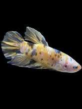 Load image into Gallery viewer, GIANT Male Halfmoon Plakat - Yellow Koi Copper #1457 - Live Betta Fish

