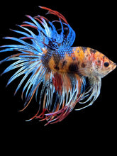 Load image into Gallery viewer, Male Crowntail - Candy #1457 - Live Betta Fish
