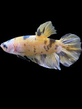 Load image into Gallery viewer, GIANT Male Halfmoon Plakat - Yellow Koi Copper #1457 - Live Betta Fish

