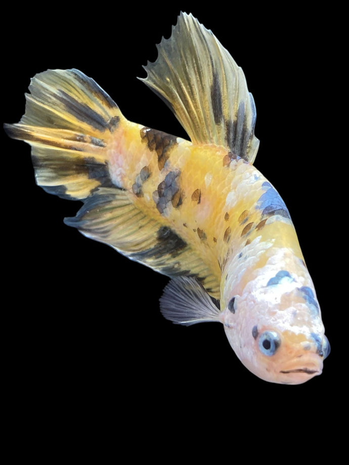 GIANT Male Halfmoon Plakat - Yellow Koi Copper #1457 - Live Betta Fish