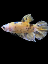 Load image into Gallery viewer, GIANT Male Halfmoon Plakat - Yellow Koi Copper #1457 - Live Betta Fish
