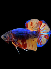 Load image into Gallery viewer, Male Halfmoon Plakat - Nemo #1458 - Live Betta Fish
