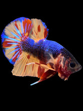 Load image into Gallery viewer, Male Halfmoon Plakat - Nemo #1458 - Live Betta Fish
