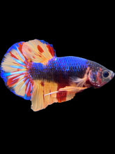 Load image into Gallery viewer, Male Halfmoon Plakat - Nemo #1458 - Live Betta Fish
