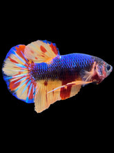 Load image into Gallery viewer, Male Halfmoon Plakat - Nemo #1458 - Live Betta Fish
