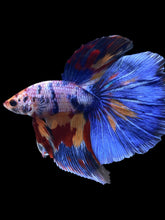 Load image into Gallery viewer, Male Halfmoon - Multicolor #1459 - Live Betta Fish
