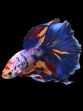 Load image into Gallery viewer, Male Halfmoon - Multicolor #1459 - Live Betta Fish
