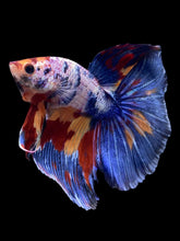 Load image into Gallery viewer, Male Halfmoon - Multicolor #1459 - Live Betta Fish
