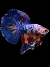 Load image into Gallery viewer, Male Halfmoon - Multicolor #1459 - Live Betta Fish
