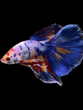 Load image into Gallery viewer, Male Halfmoon - Multicolor #1459 - Live Betta Fish
