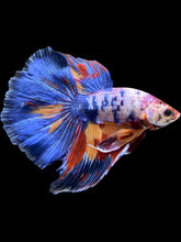 Load image into Gallery viewer, Male Halfmoon - Multicolor #1459 - Live Betta Fish

