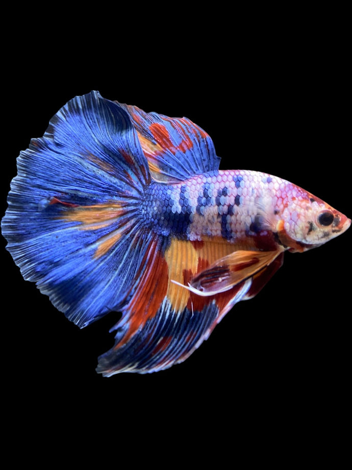 Male Halfmoon - Multicolor #1459 - Live Betta Fish