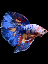 Load image into Gallery viewer, Male Halfmoon - Multicolor #1459 - Live Betta Fish
