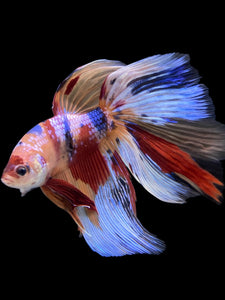 RARE GIANT Male Halfmoon - Multicolor #145 - Live Betta Fish