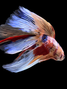 RARE GIANT Male Halfmoon - Multicolor #145 - Live Betta Fish