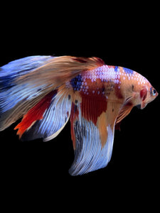 RARE GIANT Male Halfmoon - Multicolor #145 - Live Betta Fish