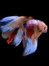 Load image into Gallery viewer, RARE GIANT Male Halfmoon - Multicolor #145 - Live Betta Fish
