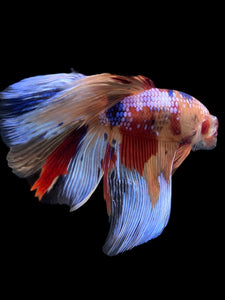 RARE GIANT Male Halfmoon - Multicolor #145 - Live Betta Fish