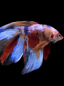 RARE GIANT Male Halfmoon - Multicolor #145 - Live Betta Fish