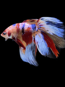 RARE GIANT Male Halfmoon - Multicolor #145 - Live Betta Fish