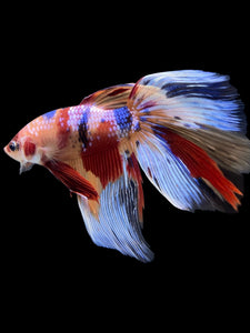 RARE GIANT Male Halfmoon - Multicolor #145 - Live Betta Fish