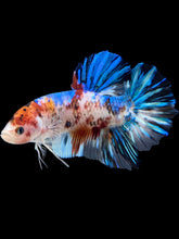 Load image into Gallery viewer, GIANT Male Halfmoon Plakat - Galaxy #1460 - Live Betta Fish
