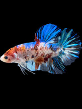 Load image into Gallery viewer, GIANT Male Halfmoon Plakat - Galaxy #1460 - Live Betta Fish
