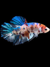 Load image into Gallery viewer, GIANT Male Halfmoon Plakat - Galaxy #1460 - Live Betta Fish
