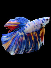 Load image into Gallery viewer, Male Halfmoon - Multicolor #1461 - Live Betta Fish
