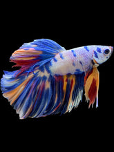 Load image into Gallery viewer, Male Halfmoon - Multicolor #1461 - Live Betta Fish
