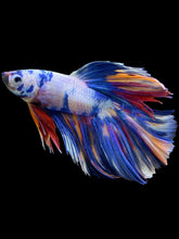 Load image into Gallery viewer, Male Halfmoon - Multicolor #1461 - Live Betta Fish
