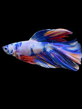 Load image into Gallery viewer, Male Halfmoon - Multicolor #1461 - Live Betta Fish

