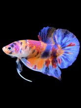 Load image into Gallery viewer, Male Halfmoon Plakat - Multicolor #1463 - Live Betta Fish

