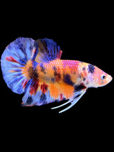 Load image into Gallery viewer, Male Halfmoon Plakat - Multicolor #1463 - Live Betta Fish
